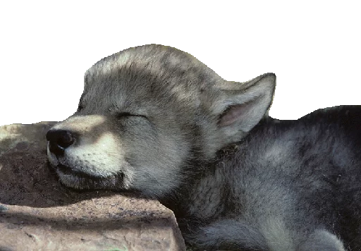 💤 Стикер «Wolfs» для Telegram