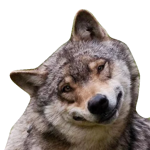 😅 Стикер «Wolfs» для Telegram
