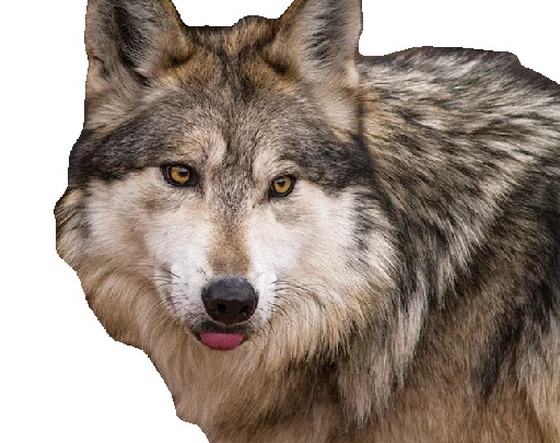 😝 Стикер «Wolfs» для Telegram