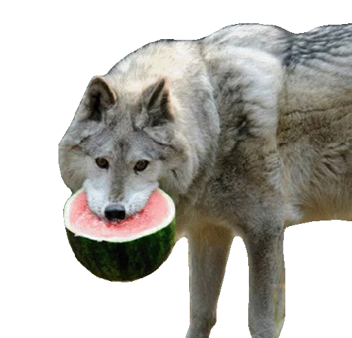 🍉 Стикер «Wolfs» для Telegram
