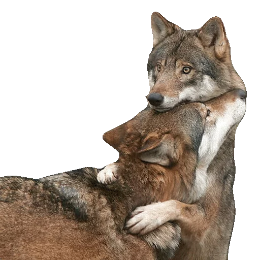 😻 Стикер «Wolfs» для Telegram