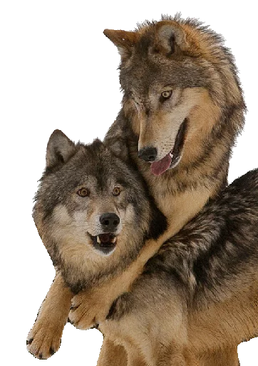 😽 Стикер «Wolfs» для Telegram