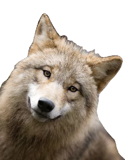 😄 Стикер «Wolfs» для Telegram
