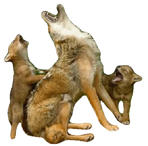🐺 Стикер «Wolfs» для Telegram