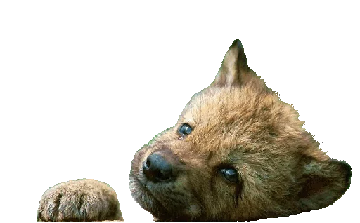 😇 Стикер «Wolfs» для Telegram