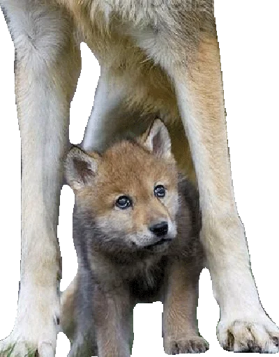 ☺️ Стикер «Wolfs» для Telegram