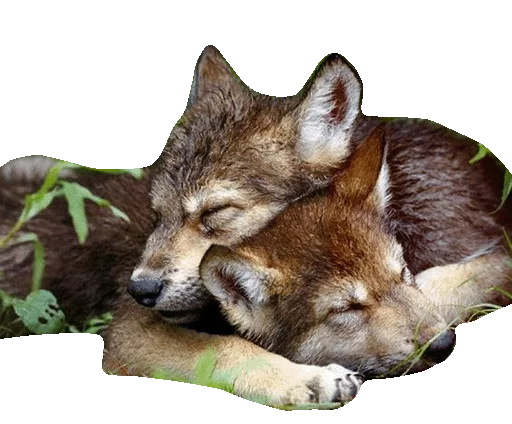 😴 Стикер «Wolfs» для Telegram