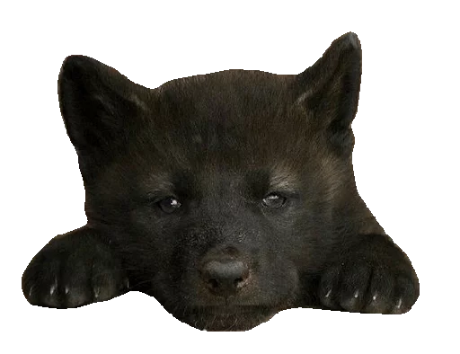 😎 Стикер «Wolfs» для Telegram