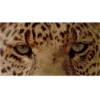 🐆 Эмодзи «woman» для Telegram