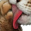 🐆 Эмодзи «woman» для Telegram
