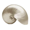 🐚 Эмодзи «woman» для Telegram