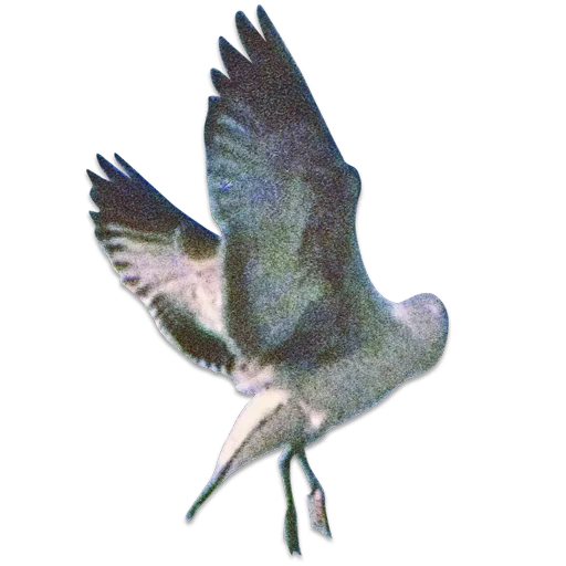 🦅 Стикер «wdcm» для Telegram