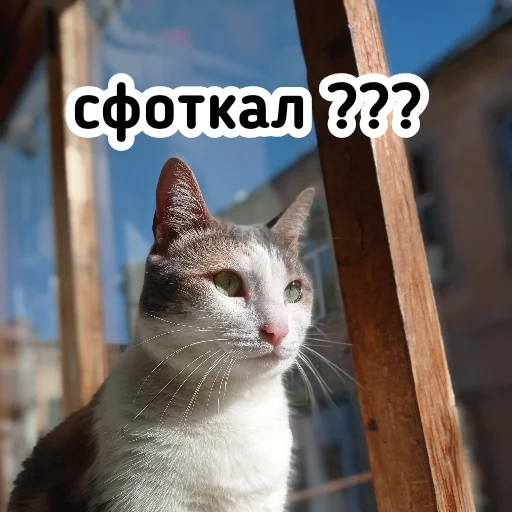 📷 Стикер «Плод скуки будних дней» для Telegram