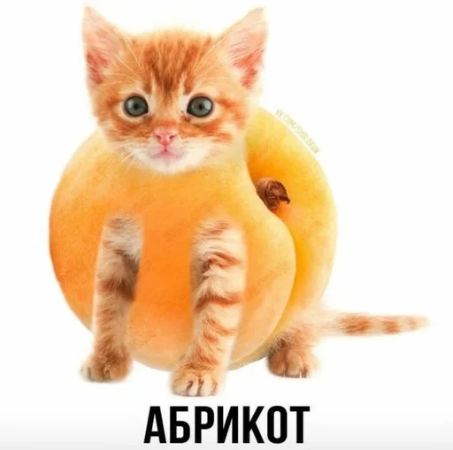 😀 Стикер «Слово+слово» для Telegram