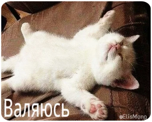 💤 Стикер «Wow! Elis Mong!» для Telegram