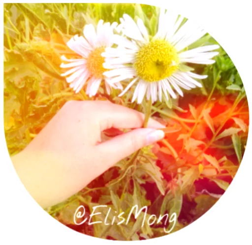 🌼 Стикер «Wow! Elis Mong!» для Telegram