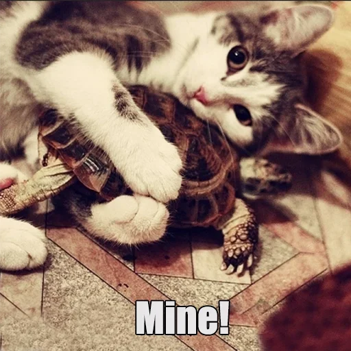 😽 Стикер «WTF Cats» для Telegram
