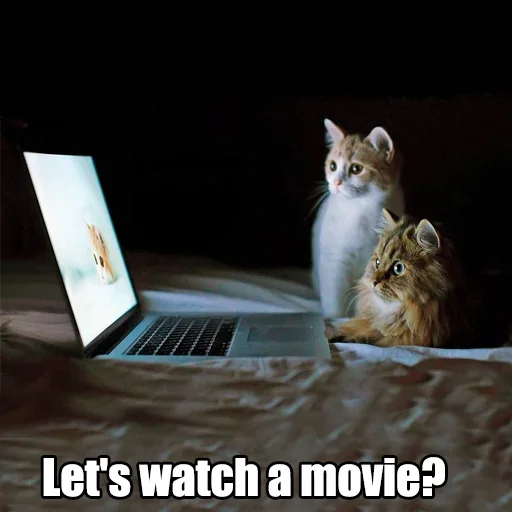 😺 Стикер «WTF Cats» для Telegram
