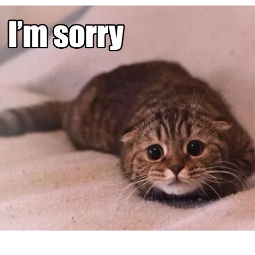 😽 Стикер «WTF Cats» для Telegram