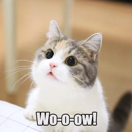 😼 Стикер «WTF Cats» для Telegram