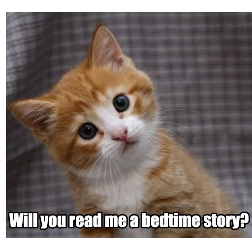 😽 Стикер «WTF Cats» для Telegram