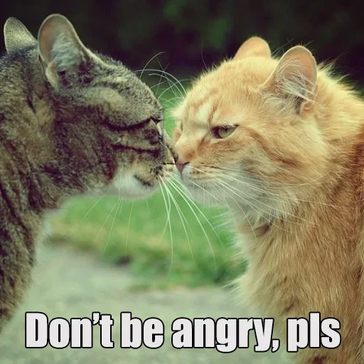😸 Стикер «WTF Cats» для Telegram