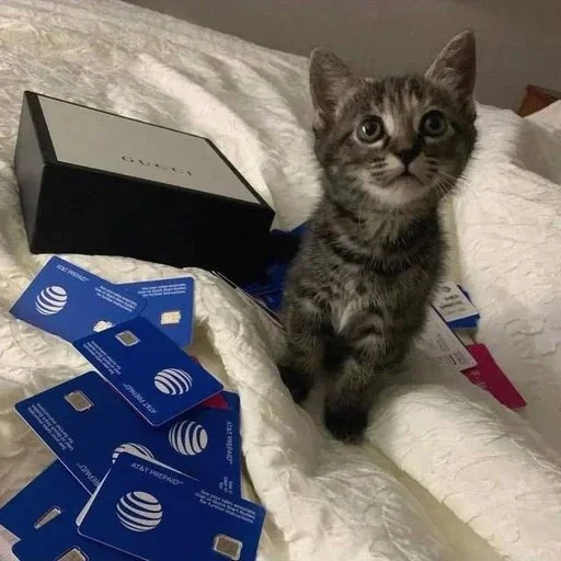 🐾 Стикер «wuswan» для Telegram