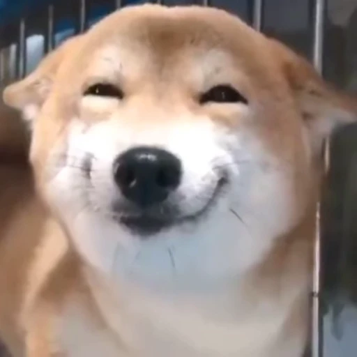 🐶 Стикер «Memes Мемы» для Telegram
