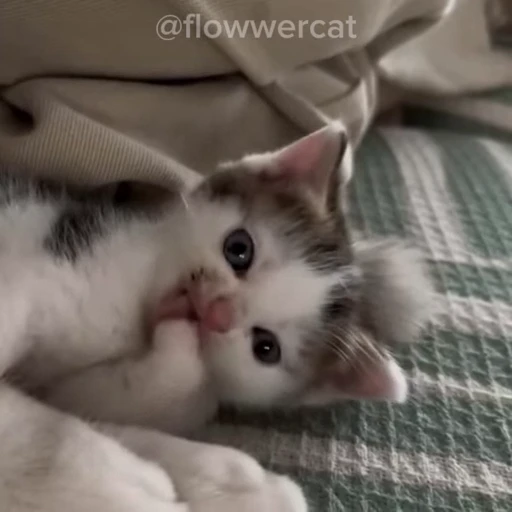 😋 Стикер «xaomimi» для Telegram