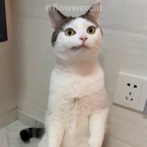 🤨 Стикер «xaomimi» для Telegram