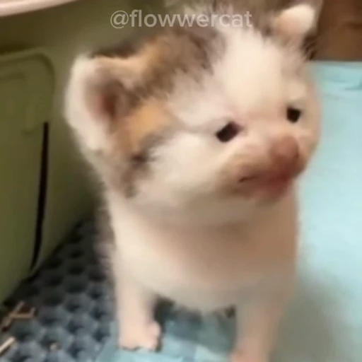 👶 Стикер «xaomimi» для Telegram
