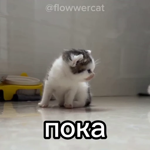 👋 Стикер «xaomimi» для Telegram
