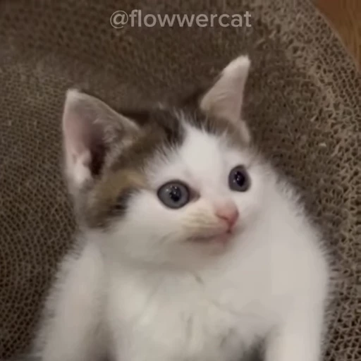 😝 Стикер «xaomimi» для Telegram