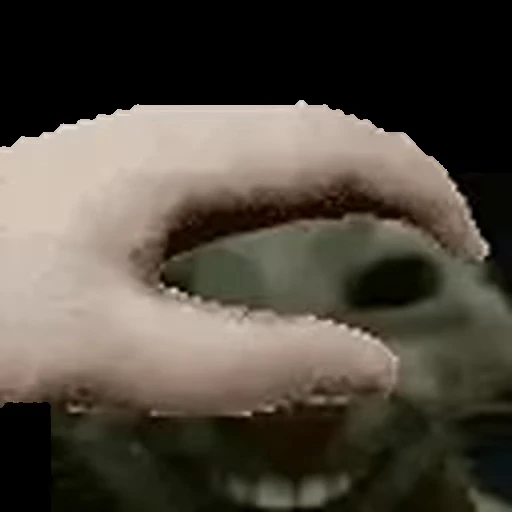 🐱 Стикер «xdd» для Telegram