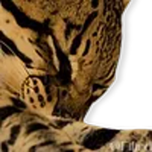🐆 Эмодзи «Xilonen» для Telegram
