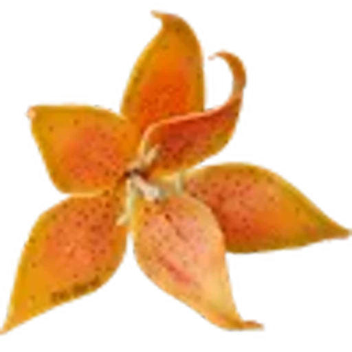 🌺 Эмодзи «Xilonen» для Telegram