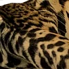 🐆 Эмодзи «Xilonen» для Telegram