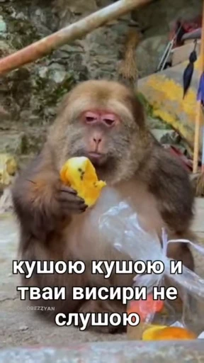 😋 Стикер «Xing Xing» для Telegram