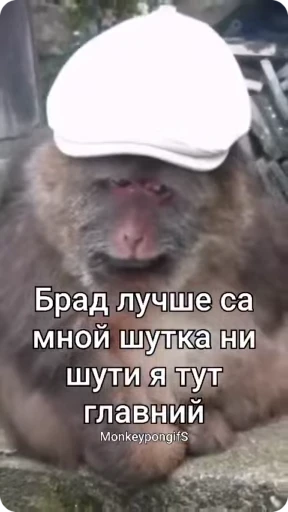 😾 Стикер «Xing Xing» для Telegram