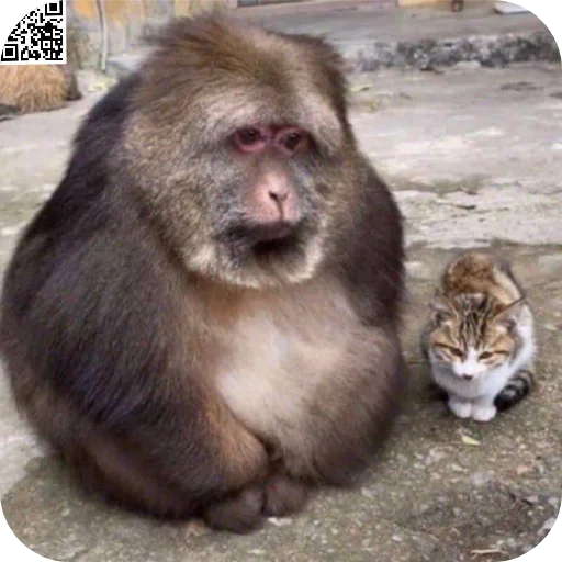 🐱 Стикер «Xing Xing» для Telegram