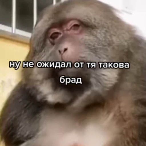 😔 Стикер «Xing Xing» для Telegram