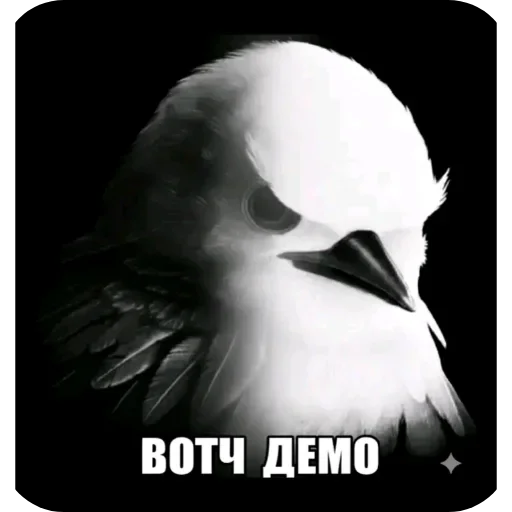 🕊 Стикер «xoxolka666» для Telegram