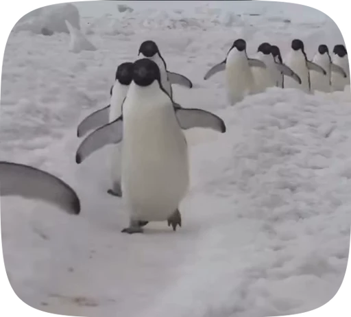 👣 Стикер «little penguin» для Telegram