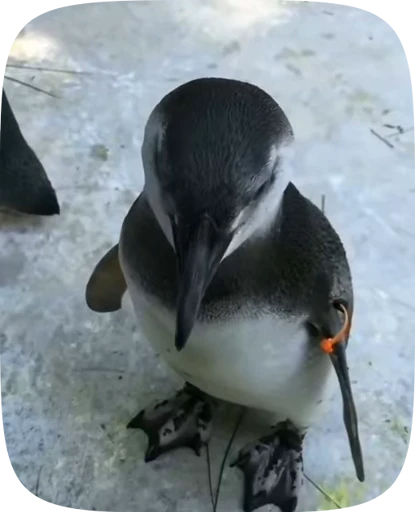 🥺 Стикер «little penguin» для Telegram