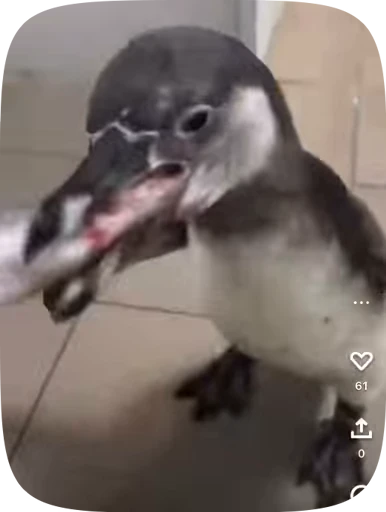 🙊 Стикер «little penguin» для Telegram