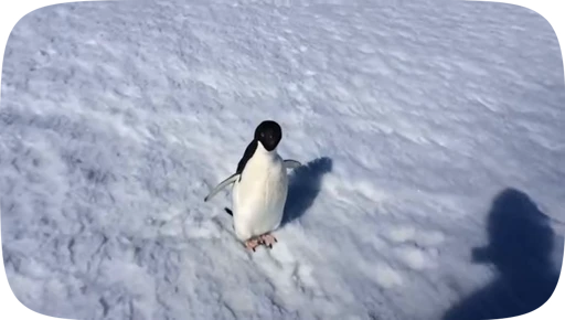 Стикерпак little penguin для Telegram