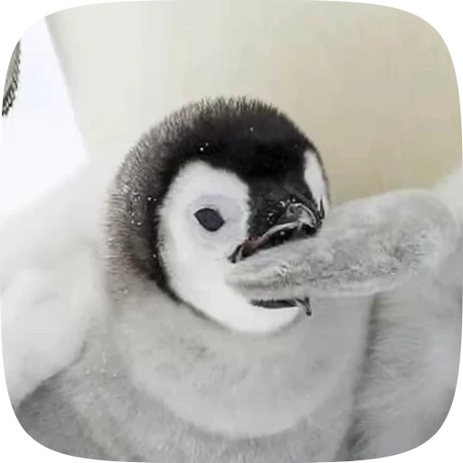 🫦 Стикер «little penguin» для Telegram
