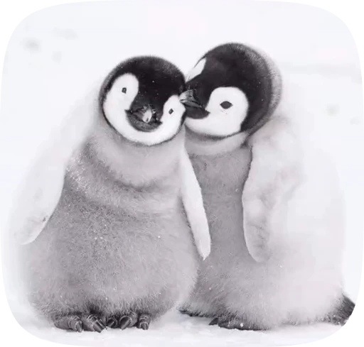 💕 Стикер «little penguin» для Telegram