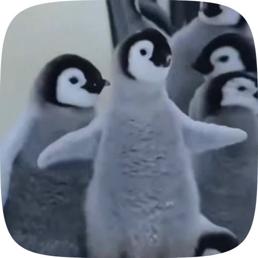 😃 Стикер «little penguin» для Telegram