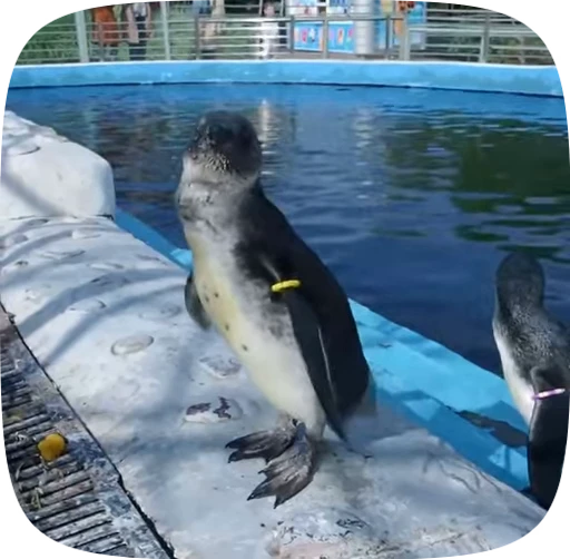 💦 Стикер «little penguin» для Telegram